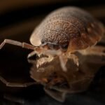 bed bug – pest control bed bugs