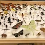 what are insects?