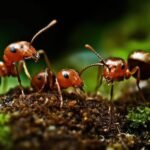 Get Rid of Ants