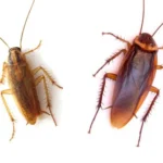 German and American Cockroach