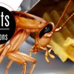 A Closer Look at German Cockroaches: Traits, Treatments, and Tips