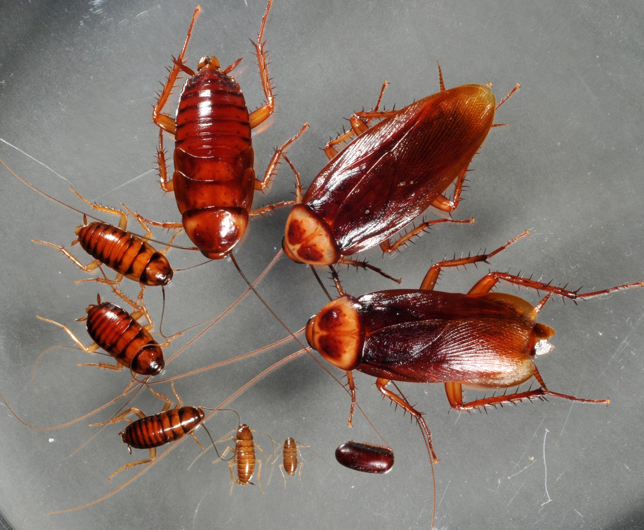 German Cockroaches