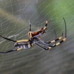 Spider Control Made Easy: Strategies for Keeping Your Home Pest-Free