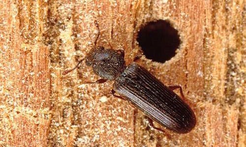 domestic beetle pest