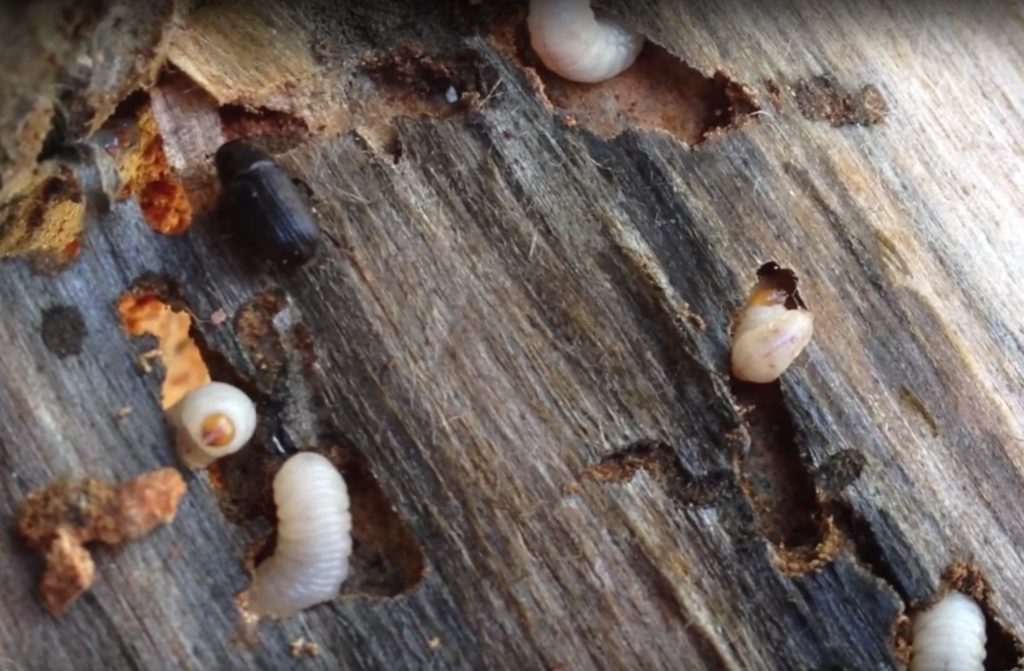 How to Get Rid of Wood Borers: Comprehensive Guide and Treatment Tips