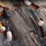 How to Get Rid of Wood Borers: Comprehensive Guide and Treatment Tips