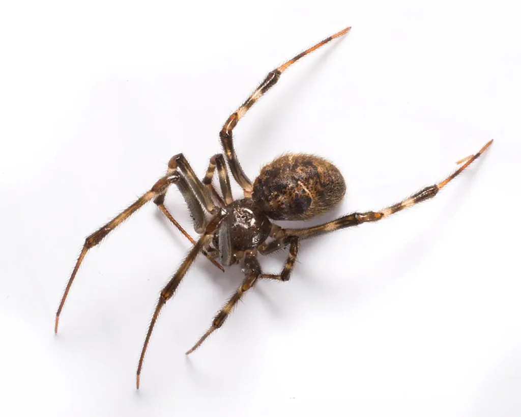 American House Spider