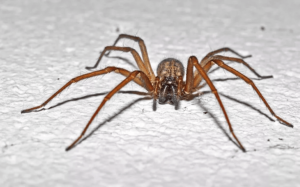 American House Spider Size