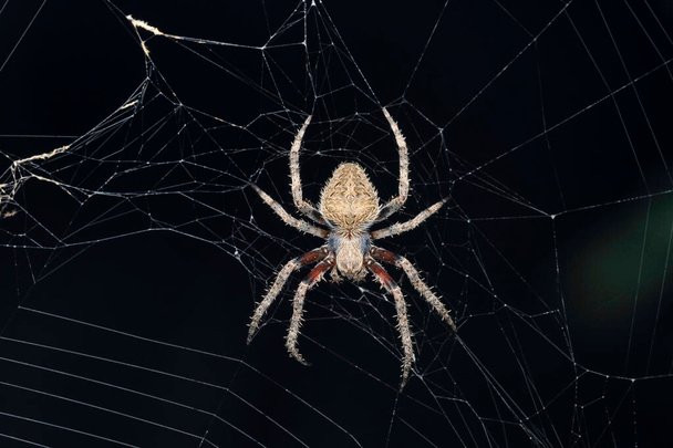 American House Spider Web Characteristics