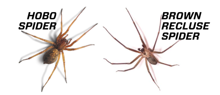 American House Spider vs. Brown Recluse