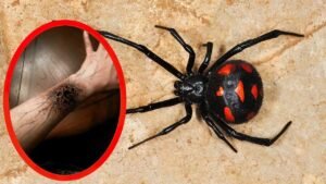 Are American House Spiders Poisonous?