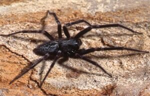 Differences from the American Black House Spider