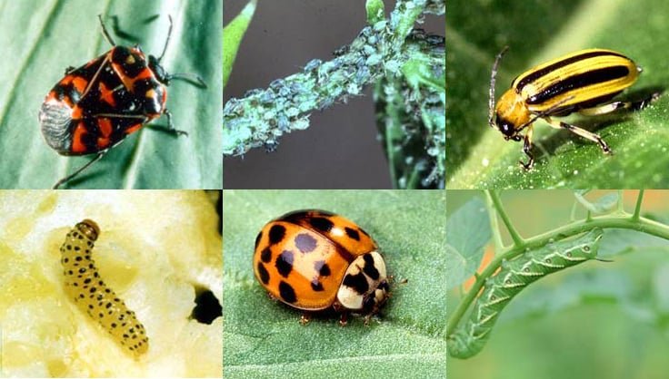 Identifying Garden Beetle Infestations