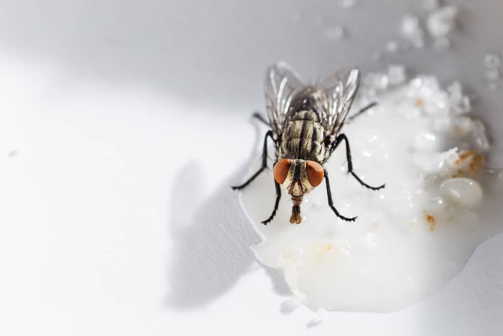 Natural Methods to Kill Flies in Your House