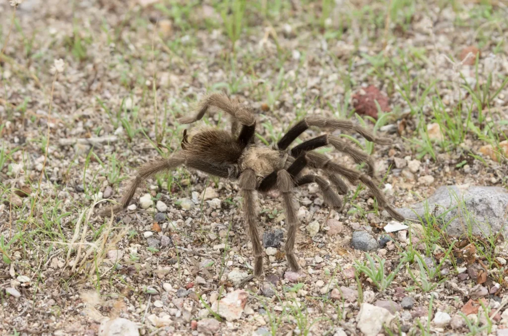 North American House Spider Variations