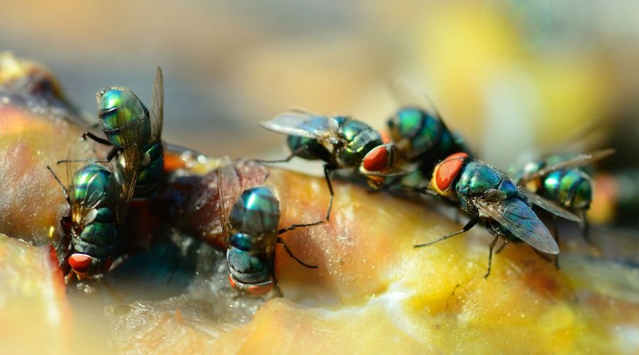 Preventative Measures for Fly Control