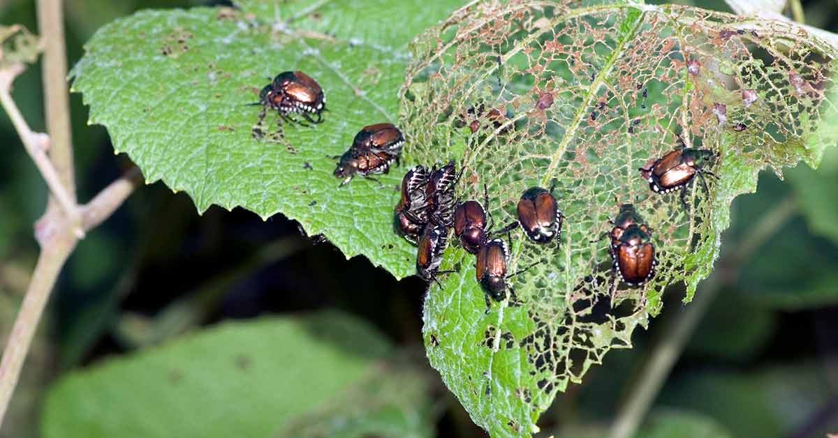 Principles of IPM for Beetles​