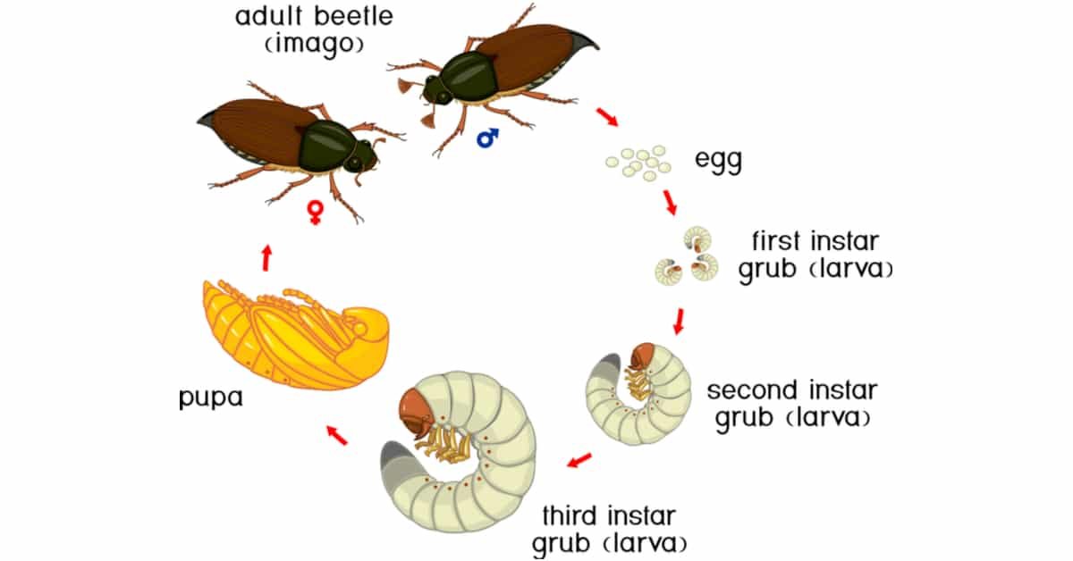 The Lifecycle of Beetles