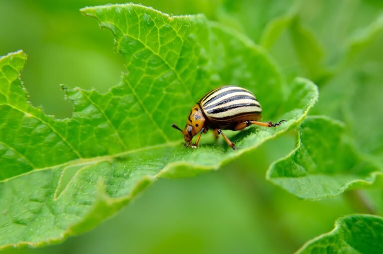 Understanding Beetle Pests