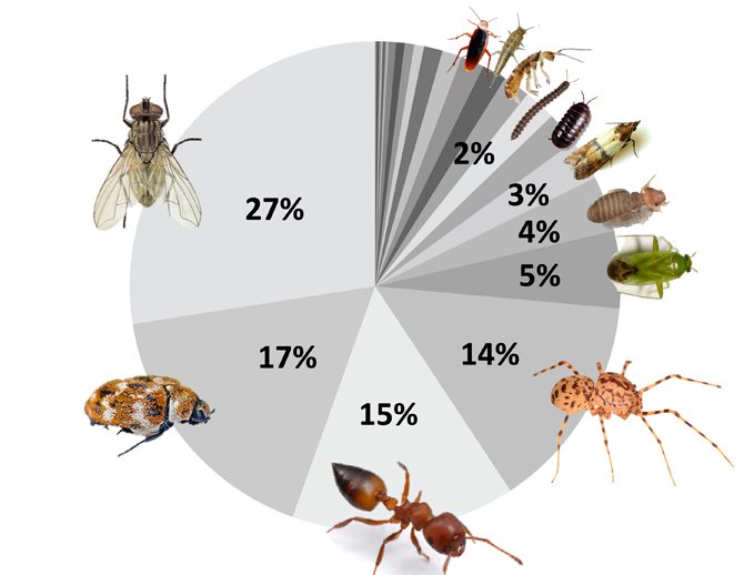 Understanding the Different Types of Flies