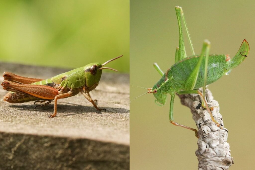 Best Pest Control for Crickets