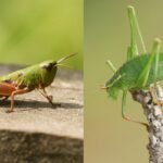 Best Pest Control for Crickets