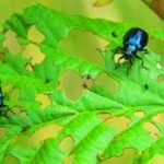 beetle pests