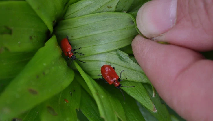 garden pests beetles