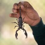 scorpion pest control