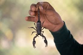 scorpion pest control