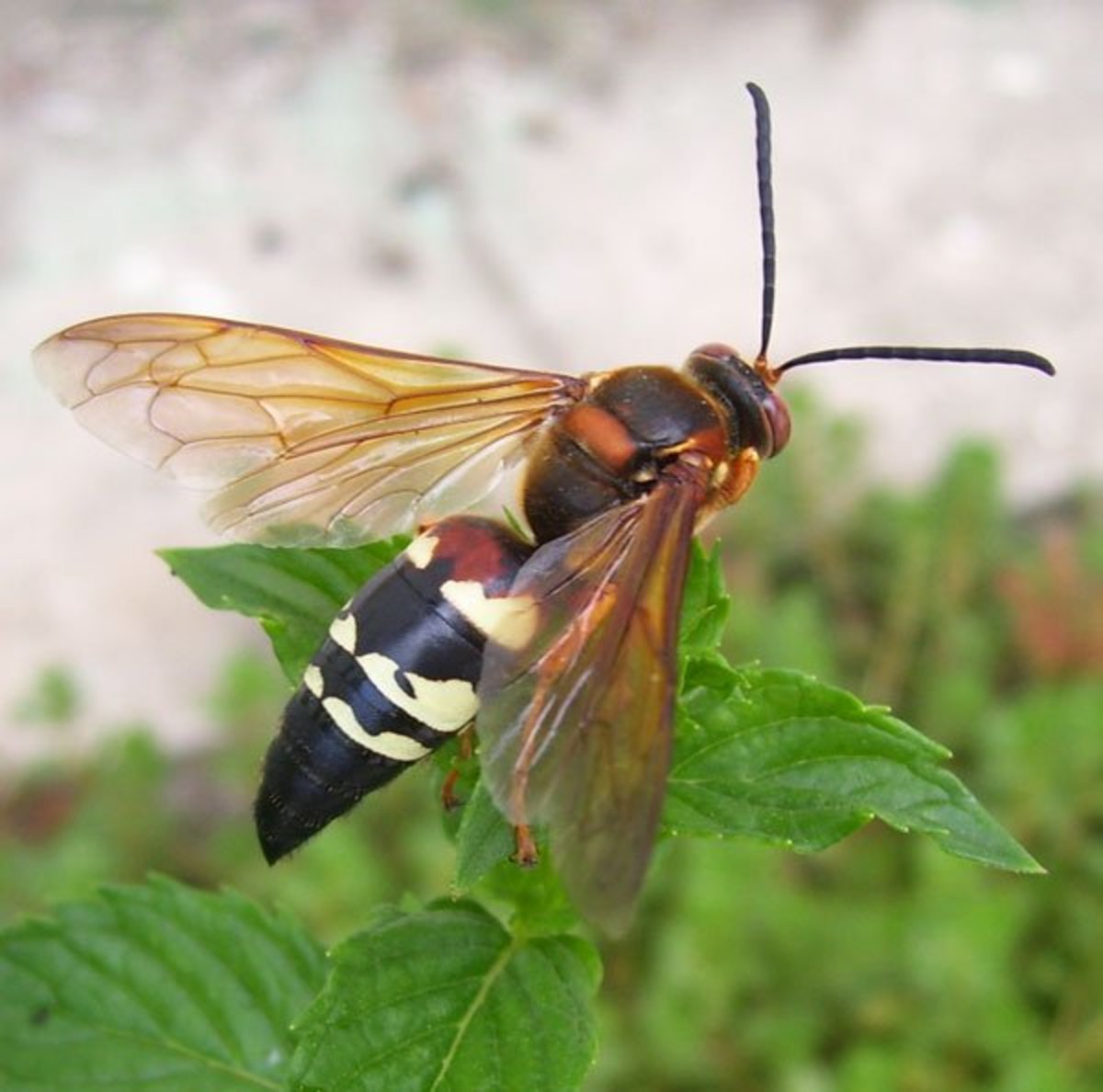 How to Kill Ground Hornets