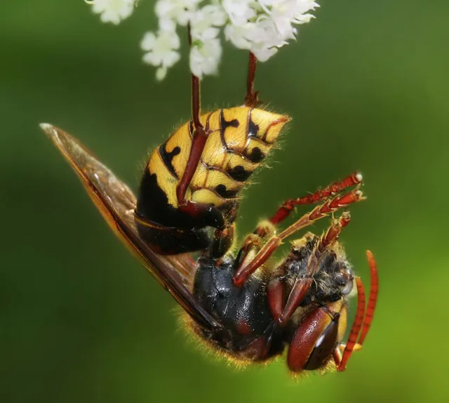 Kill European Hornets