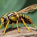 how to kill hornets