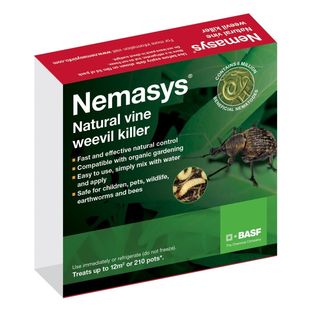 Top Weevil Killers for Indoor Use