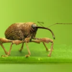 How to Kill Weevils Naturally and Keep Your Food Safe