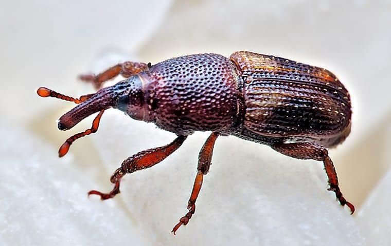 Weevils 